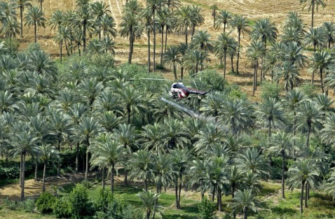 Trees In Iraq