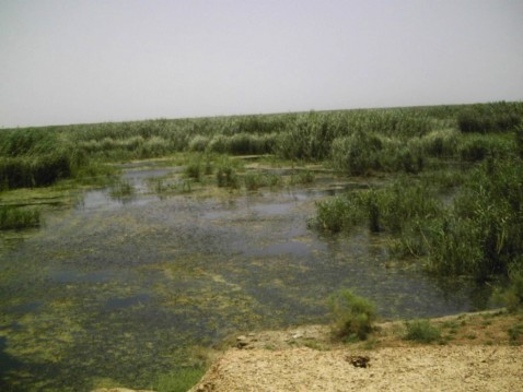 Iraqi marshlands provided a key element to southern Iraq's ecosystem, 
